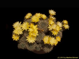 Sulcorebutia arenacea v. kamiensis HS188 1249
